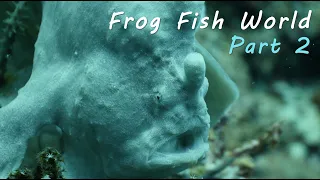 Frog Fish World Part 2 | A Tale of Beauty and Grace | Moal Boal & Bohol