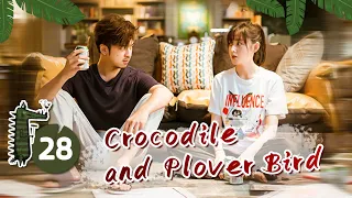 【ENG SUB】💚Crocodile and Plover Bird EP28 |Bolin Chen| 鳄鱼与牙签鸟