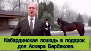 Кабардинская порода лошадей в подарок победителю шоу Голос Аскеру Бербекову