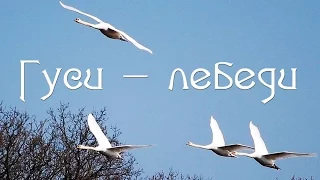ГУСИ -  ЛЕБЕДИ (Новинки музыки-2016)