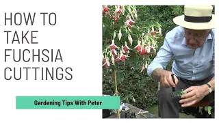 How to Take Fuchsia Cuttings | Garden Ideas | Peter Seabrook