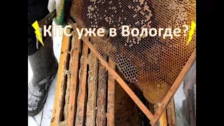 коллапс пчелиных семей уже в Вологде?