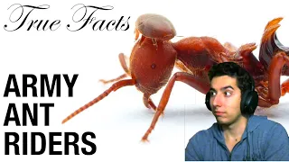 Reacting to zefrank1 True Facts: Army Ant Riders