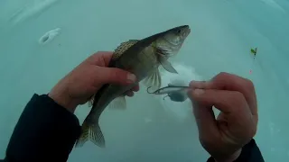 Зимняя рыбалка Кама март судак берш на тюльку