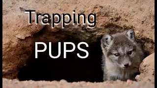 Arctic Adventures - Arctic Fox Pup Trapping