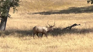 Hunting tule elk at Fort hunter liggett #elks #elkhunting #caseria #crossbow #elk #venados #hunter