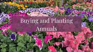 BUYING AND PLANTING ANNUALS II Container Gardening II Garden Updates