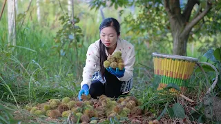 Chinese chestnut recipe｜ wild girl