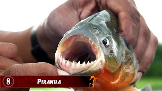 Die 8 Angsteinflößendsten Fische der Welt