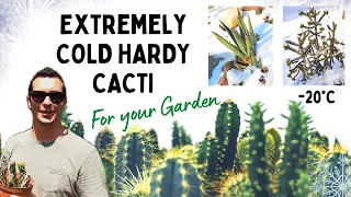 Ep. 23 - Cold Hardy CACTI & Succulents that YOU can grow in your Garden