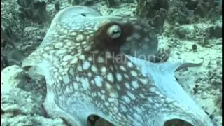 Octopus vulgaris Camouflage Change