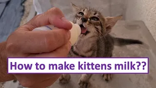 How to make homemade kitten milk | Kitten food