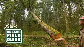 Timber Wars' examines battle over Northwest forests
