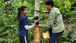 Harvesting cinnamon bark for sale - Raising chickens - Daily life | Lý Thị Thu