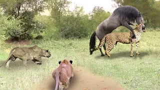 The Hungry Wild Horse Had To Confront The Threat Posed By Two Lions And A Leopard Waiting To Attack