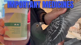 Most IMPORTANT Medicines For Racing Pigeons (TIPS & TRICKS)