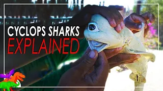 Albino Cyclops Baby Shark Caught | Cyclops Shark Explained - CREEPTOBER