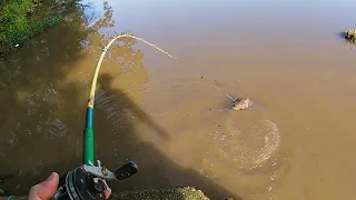 spring creek fishing for catfish