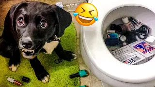 😂 Laugh Out Loud With The Most Funny And Muddy Moments With Dogs