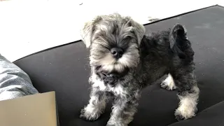 Miniature Schnauzer puppy wants to be with his owner