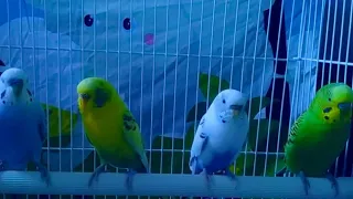 Things to keep in mind at night for budgies | The 4 BUDGIES |