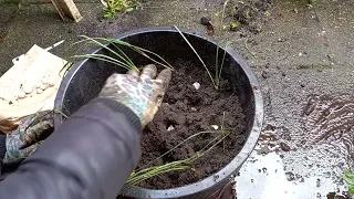 How to Plant / Grow Allium Moly (Golden Garlic) Bulbs