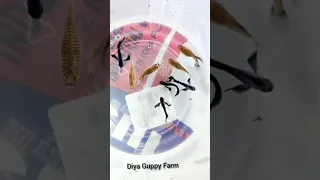 guppy fish mix