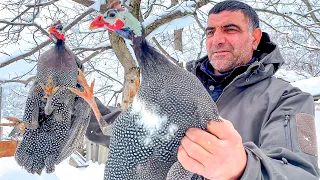 Roasted GUINEA FOWL in Wilderness Snowy Mountains - Relaxing Cooking