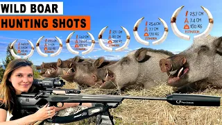 Wild Boar Hunting Shots // Chasse au sanglier // feat DivineChasse 2023