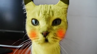 mi gato es un pokemon en la vida real parodia pikachu