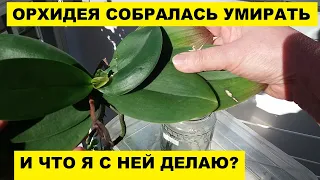 ОРХИДЕЯ СОБРАЛАСЬ УМИРАТЬ..ЧТО Я С НЕЙ ДЕЛАЮ?