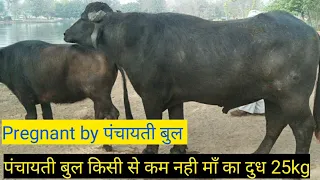 💪PRE*GNANT BY PANCHAYATI BULL HEAVY MILKER Buffalo 🤙पंचायती बुल से प्रेग्*नेंट हुई झोटी