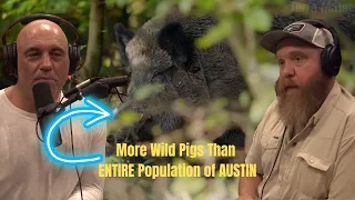 Joe Rogan | Texas Has Enormous Wild Pig Problem