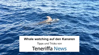 Whale Watching auf Teneriffa - Wale und Delfine vor den Kanaren beobachten