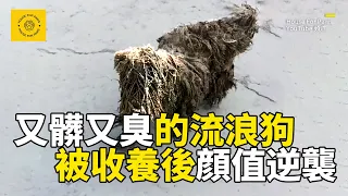 又髒又臭的流浪狗，受盡白眼和嫌棄，被多家寵物店拒絕洗澡，被收養後大變樣，聰明得不像壹只狗