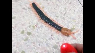 centipede electric fun toy