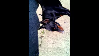 Doberman (10.11.)