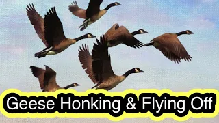 Geese Honking & Flying Off - Goose Sound Effect -  Goose honk - call sounds - @A Family Tv