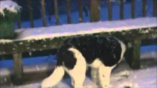 Landseer Newfoundland -Fun In The Snow With Fanny