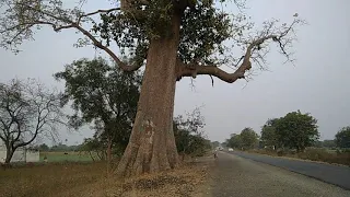 Highest & Biggest Tree In Washim District