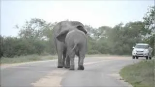Elephant Bulls fighting