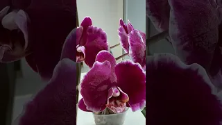 💙💛Phal. Stone Rose🌹💚Камʼяна Троянда🌹орхідейна класика👍Моя темна красуня💚#orchid #stoneroses