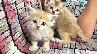 SAND KITTENS SAW A HUMAN FOR THE FIRST TIME / Family disassembly with a Maine Coon