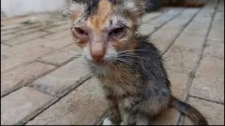 Rescue a Lonely Kitten Waiting For Her Death. Episode 1