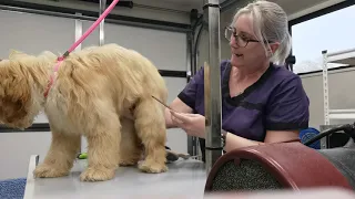 Part 2 of Arlo cavoodle puppy getting groomed