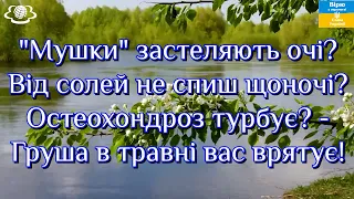 "Мушки" застеляють очі?🌳Від солей не спиш щоночі?🌿Остеохондроз турбує?🍃Груша в травні вас врятує!🌿🌳🍃