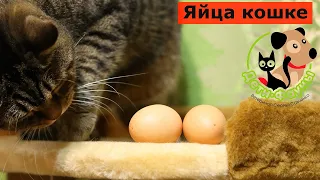 Можно ли давать яйца кошке?