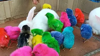 Rabbits playing with baby colour chicken🐰🐇🐤🐣🐥