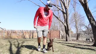 Heel Work | Training My Retriever Week 4 & 5 Update