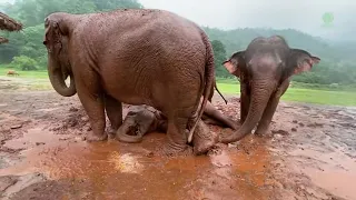 Elephant Wake Up Friend To Having Fun Under The Rain   ElephantNews